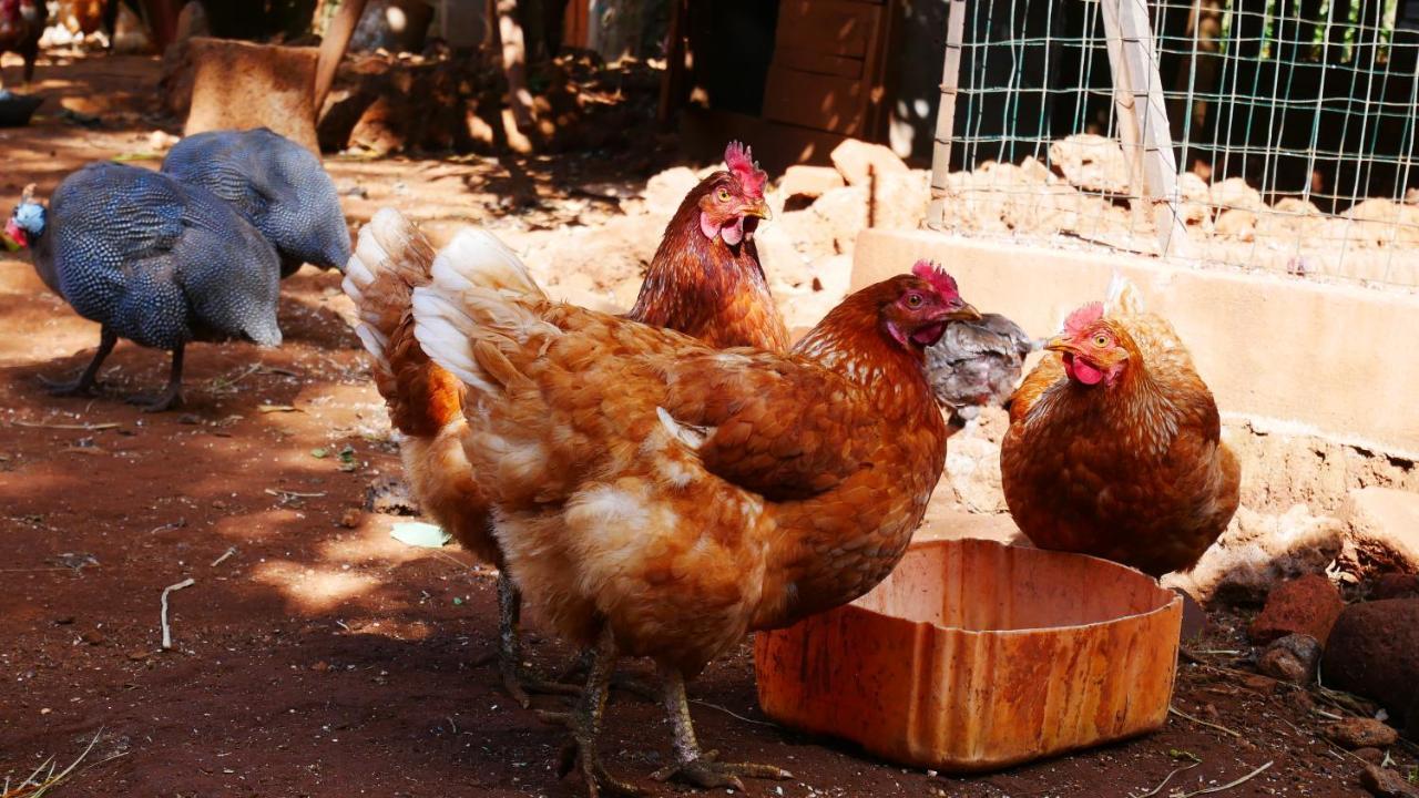 Souimanga-Hotel Antsirabe Eksteriør bilde